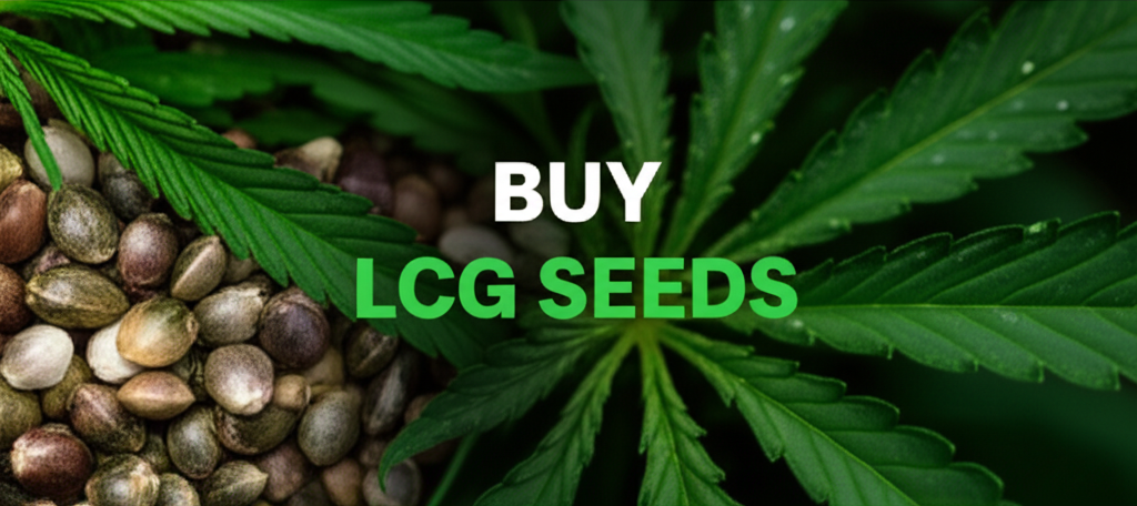 Premium seed packaging and quality assurance for Lemon Cherry Gelato seeds
